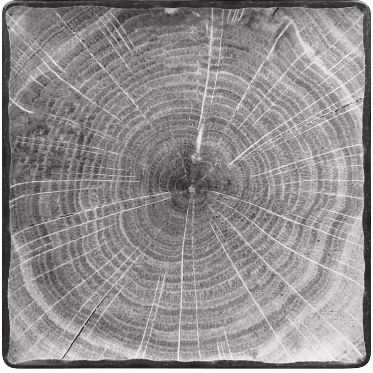 RAK Assiette plate carré gris porcelaine vitrifiée 30,5x30,5 cm Woodart Sale